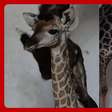 Zoológico de São Paulo anuncia nascimento de filhote de girafa; veja