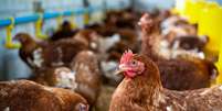 BB vê impacto pontual da gripe aviária nas exportações de frango.  Foto: Suno