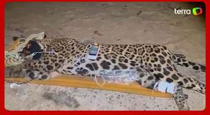 Onça que atacou e matou caseiro é capturada no Pantanal