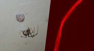 Editamos geneticamente uma aranha para produzir uma teia vermelha fluorescente, e as implicações são promissoras