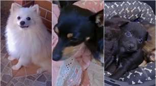 Pinscher e Lulu da Pomerânia cruzam e tutora mostra filhotes em rede social